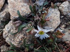 Erigeron evermannii