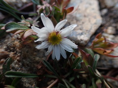 Erigeron evermannii