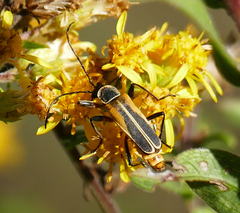 Chauliognathus opacus