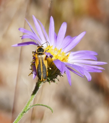 Chauliognathus opacus