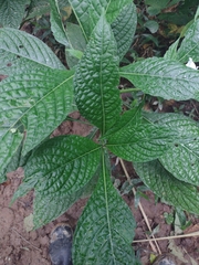 Ruellia tubiflora