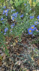 Symphyotrichum oblongifolium