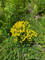 Euphorbia cyparissias
