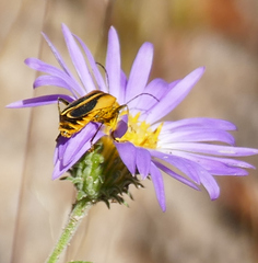 Chauliognathus opacus