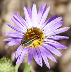 Chauliognathus opacus