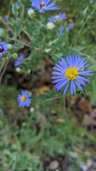 Symphyotrichum oblongifolium
