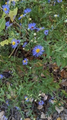 Symphyotrichum oblongifolium