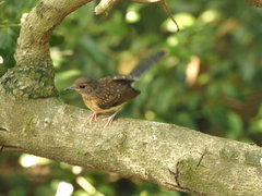 Copsychus malabaricus