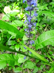 Ajuga reptans