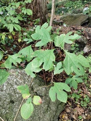 Sassafras albidum