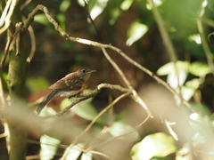 Copsychus malabaricus