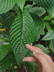 Ruellia tubiflora