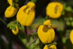 Calceolaria corymbosa