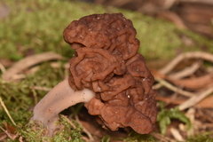 Gyromitra antarctica