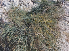 Ephedra foeminea