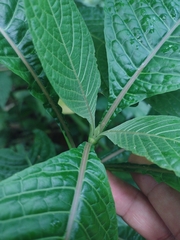 Ruellia tubiflora