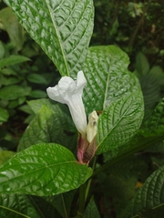 Ruellia tubiflora