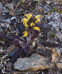Pedicularis oederi