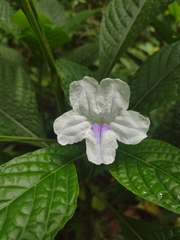 Ruellia tubiflora