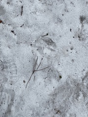 Plestiodon reynoldsi