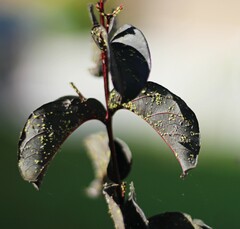 Sarucallis kahawaluokalani