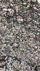 Balanomorpha