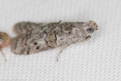 Zamagiria australella
