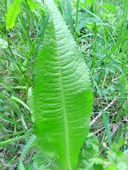 Dipsacus fullonum