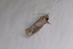 Acrolophus piger