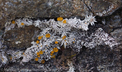 Brigantiaea fuscolutea