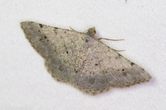 Frederickia nigricomma