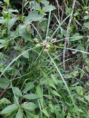 Cyperus luzulae