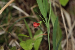 Lathyrus sphaericus image