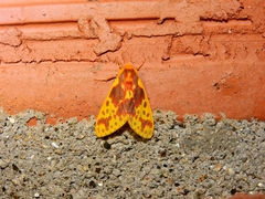 Phaegopterina