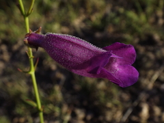 Penstemon dasyphyllus