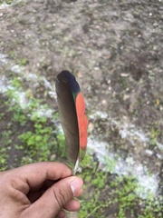 Amazona viridigenalis