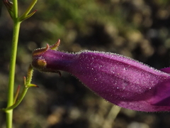 Penstemon dasyphyllus