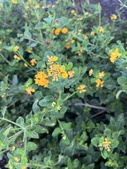 Perityle lindheimeri