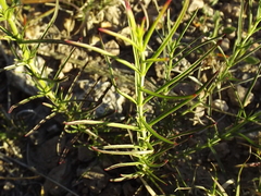 Penstemon dasyphyllus