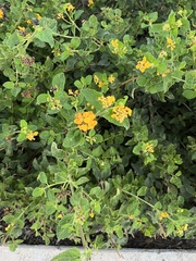 Perityle lindheimeri