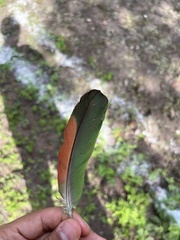 Amazona viridigenalis