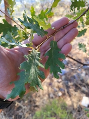 Quercus pyrenaica