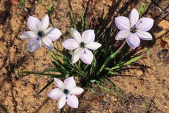 Aristea cantharophila