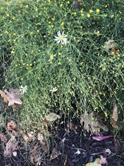 Symphyotrichum divaricatum