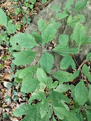 Sassafras albidum