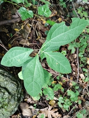 Sassafras albidum