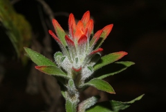 Castilleja arvensis arvensis