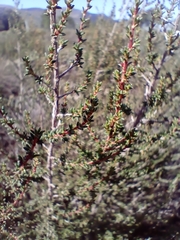 Cliffortia brevifolia