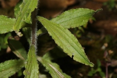 Castilleja arvensis arvensis