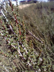 Cliffortia brevifolia
